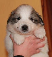 CHIOT