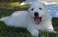 CHIOT